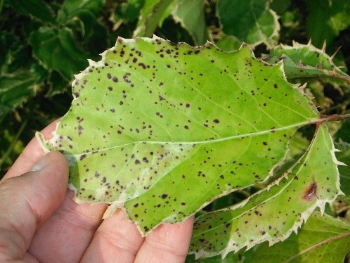potassium deficient leaf due to heat stress